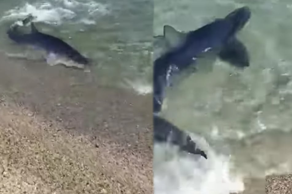 Ein Strandspaziergänger filmte das seltene Spektakel.