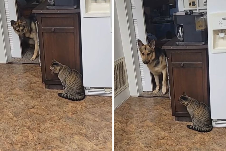 German Shepherds are no match for this cat in hysterical TikTok