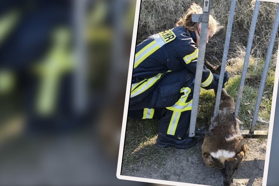 Leipzig: Reh bleibt in Zaun stecken: Feuerwehr muss "Bambi" aus misslicher Lage befreien