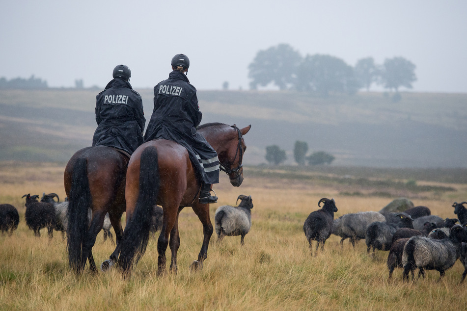 Zwei Polizistinnen reiten auf Pferden durch die Lüneburger Heide. (Symbolbild)