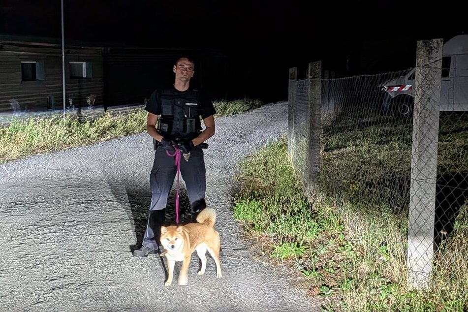 Hund "Simba" war allein auf der A9 unterwegs. Die Polizei konnte die Situation regeln.