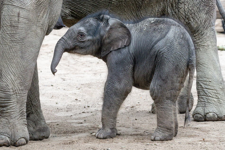 Die neugeborene Elefantenkuh im Kölner Zoo heißt nun "Leev Ma Rie".