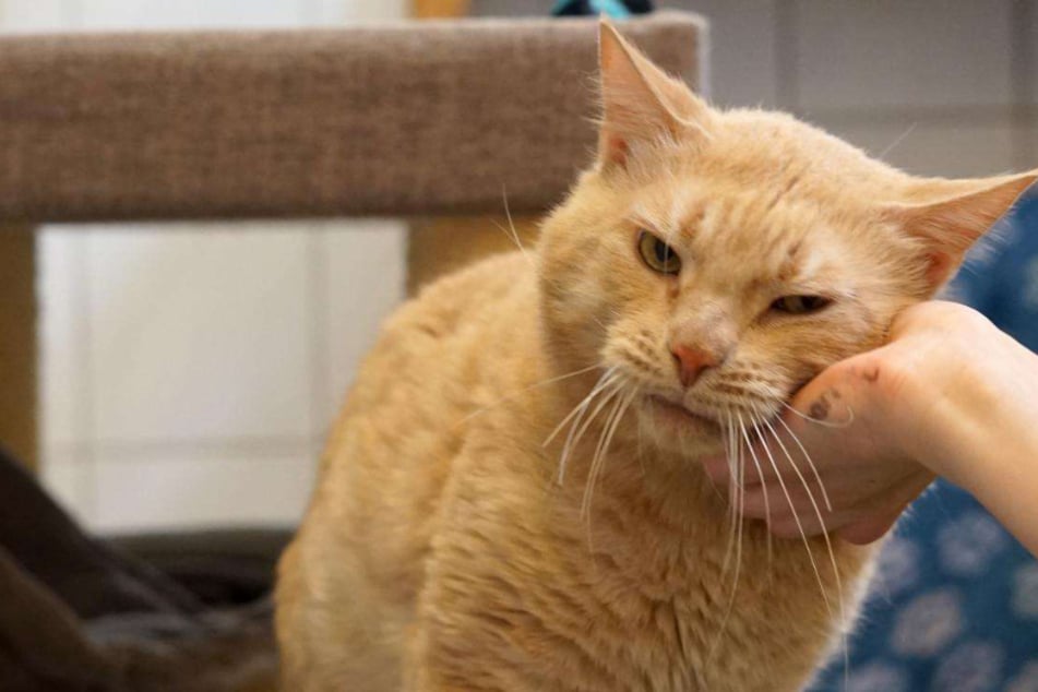 Kranker Kater Orlando hofft auf Happy End: Wer schenkt es ihm?