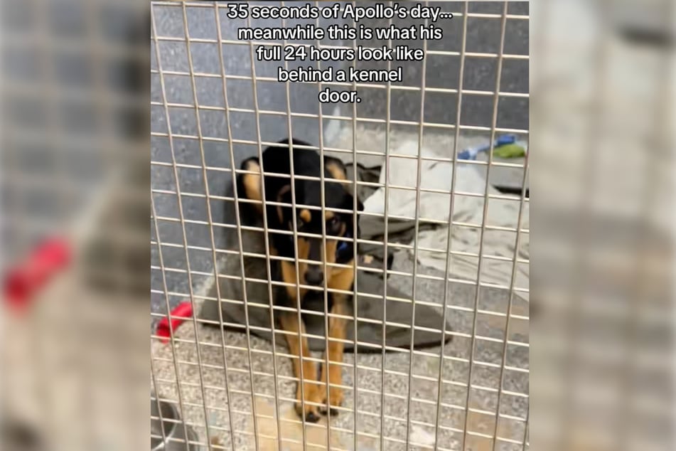 Apollo čeká den po dniu za mřížemi na někoho, kdo se o něj zajímá.