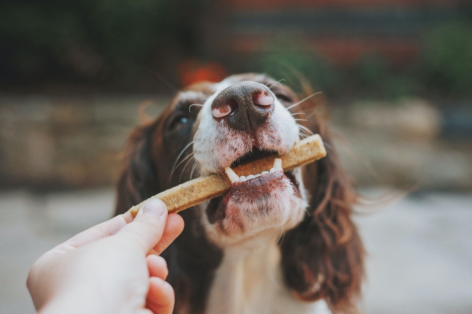 Genauso wichtig wie das richtige Hundefutter sind passende Snacks. Bei Tackenberg erhältst Du einen im Probierpaket kostenlos dazu. (Symbolbild)