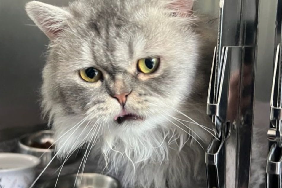 Nachdem Axel seine Artgenossen angegriffen hatte, musste der Kater kurzerhand in eine Box umziehen.