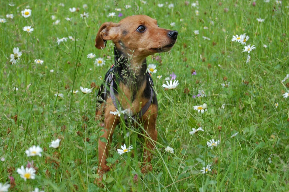 Sie sieht aus wie ein Welpe, doch Miss Jessy ist schon neun Jahre alt.