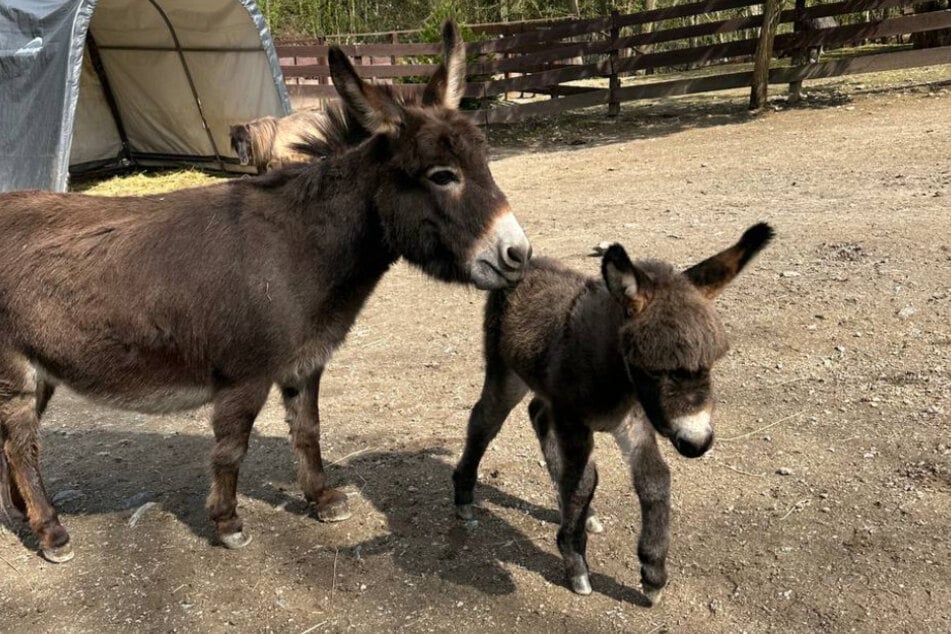 Noch steht das Stutfohlen etwas wackelig auf seinen Beinen.