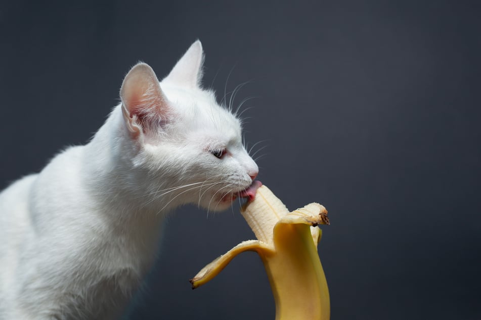 Katzen sollten möglichst nur selten eine dünne Scheibe Banane fressen.