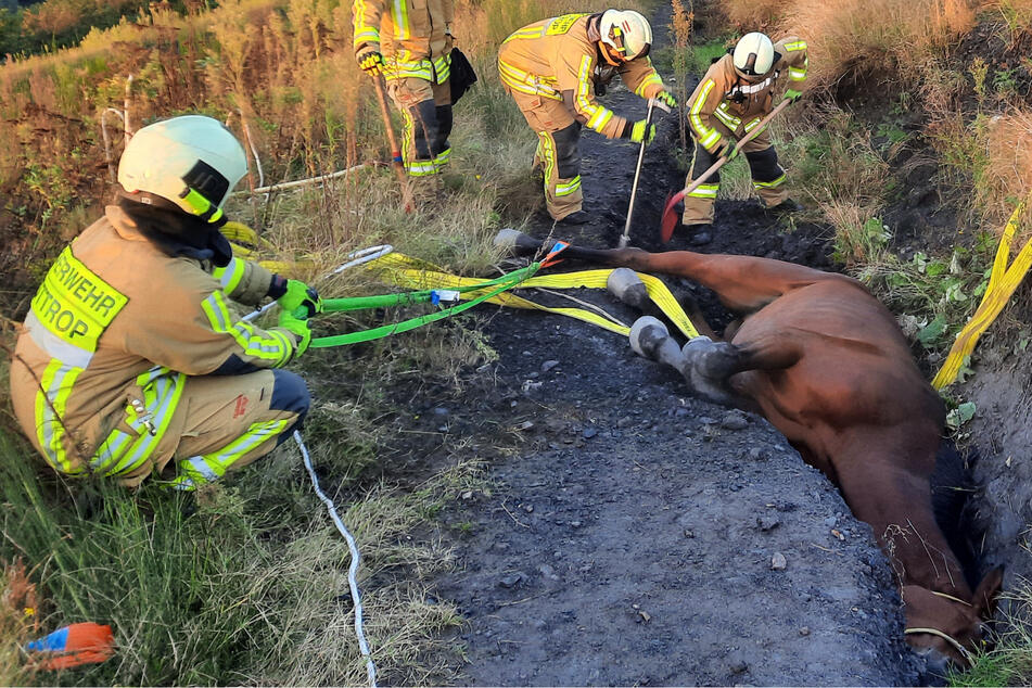 Pferd im Graben! Aufwendige Tierrettung durch die Feuerwehr