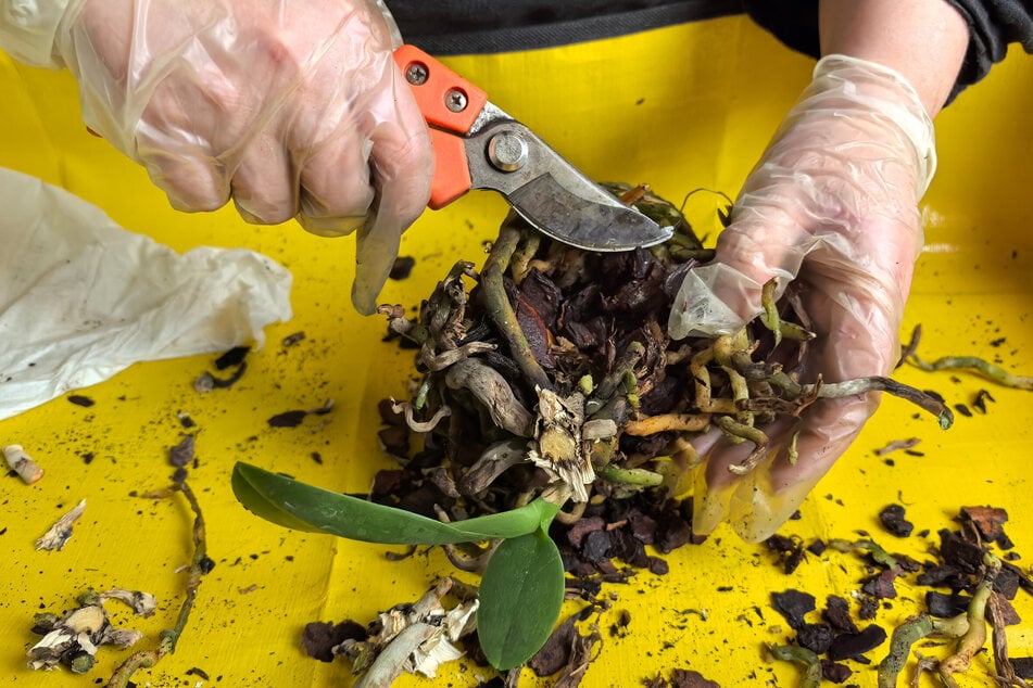 Beim Umtopfen der Orchidee kann man die Wurzeln auf Fäulnis kontrollieren und sie gegebenenfalls entfernen.