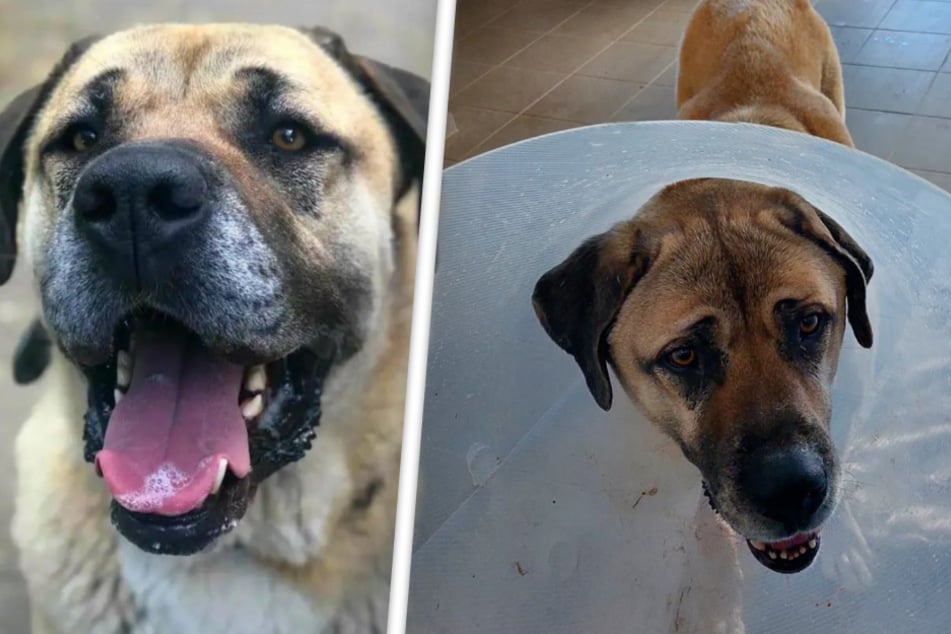 Hund gewinnt dramatischen Wettlauf gegen die Zeit: Tierheim startet emotionalen Aufruf