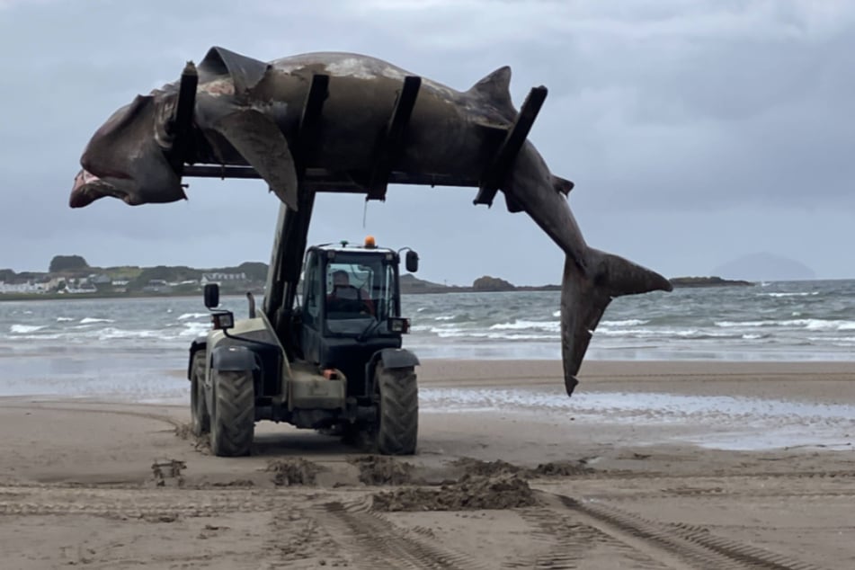 Spektakulärer Anblick: Riesiger Hai schockt Strandbesucher!