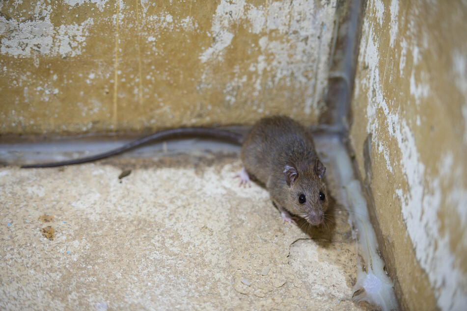 Bakterien aus dem Urin von Ratten hätten Jette Bach beinahe das Leben gekostet. (Symbolbild)