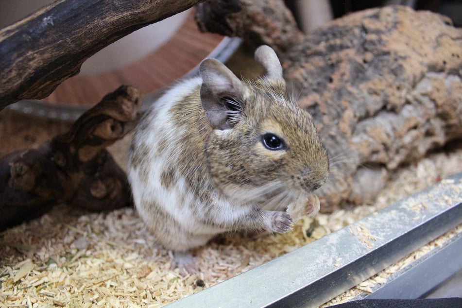 Degu Niall und seine drei Freunde würden gerne in ein neues Zuhause ziehen.