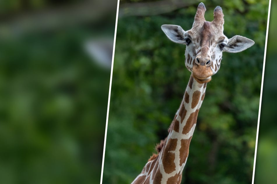 Münchner Zoo trauert: Giraffe Bahati stirbt unerwartet