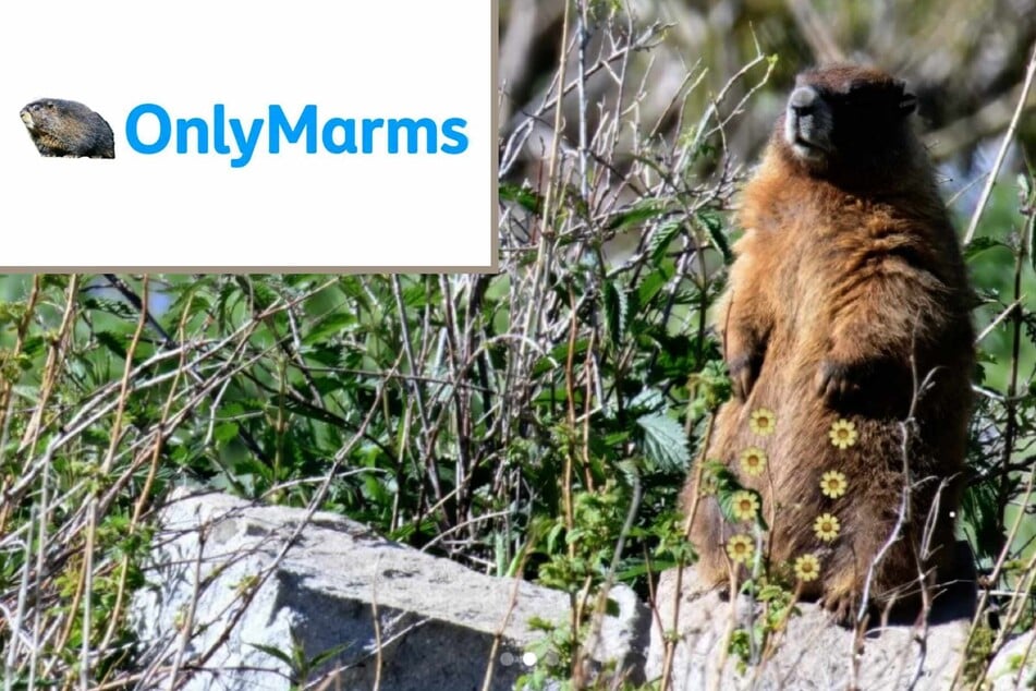 With 65 years' worth of marmot data at stake, project leadership had an unconventional idea to address the crisis!