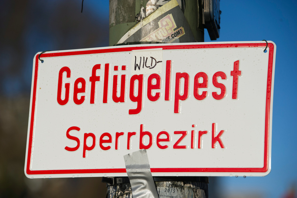 Geflügel im Burgenlandkreis muss ab sofort in geschlossenen Ställen gehalten werden.