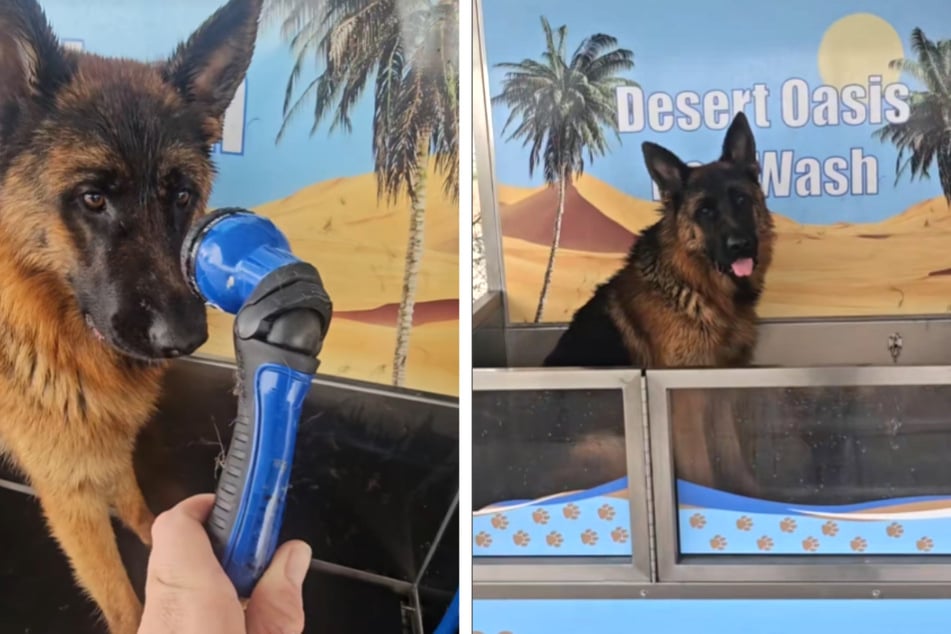 Nur ein Bad reicht nicht: Schäferhund will Waschstation nicht mehr verlassen
