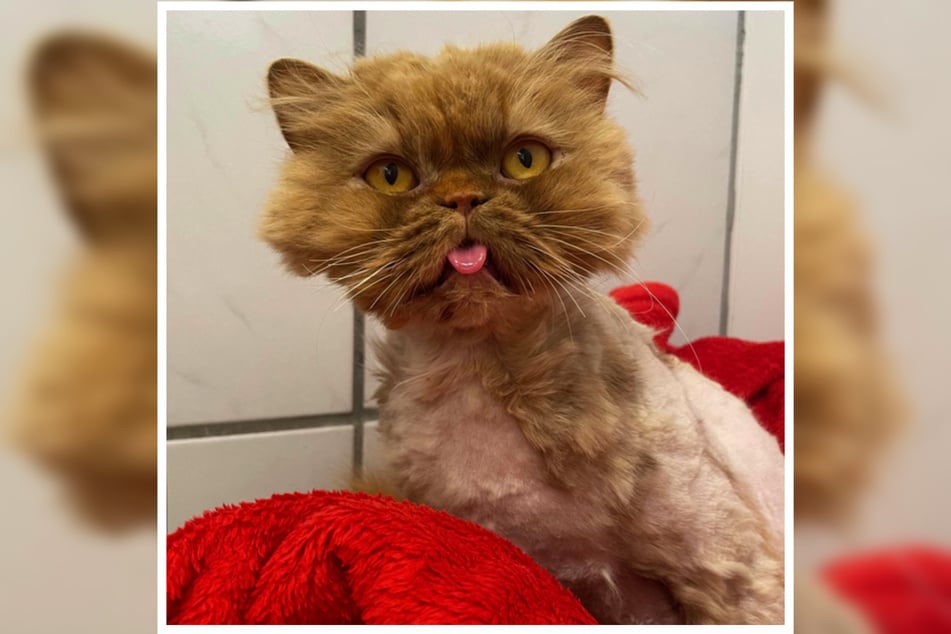 Als Ginger ins Mainzer Tierheim kam, war ihr Fell total verfilzt und sie litt unter großen Zahnschmerzen.