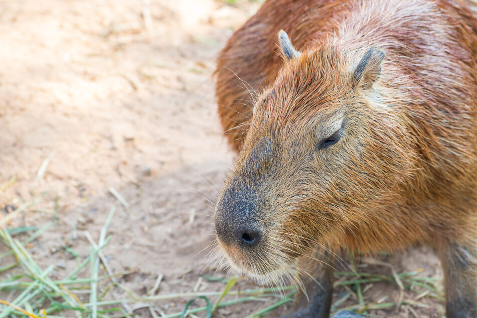 Im Leipziger Zoo wohnen zwei neue Wasserschweine. (Symbolbild)