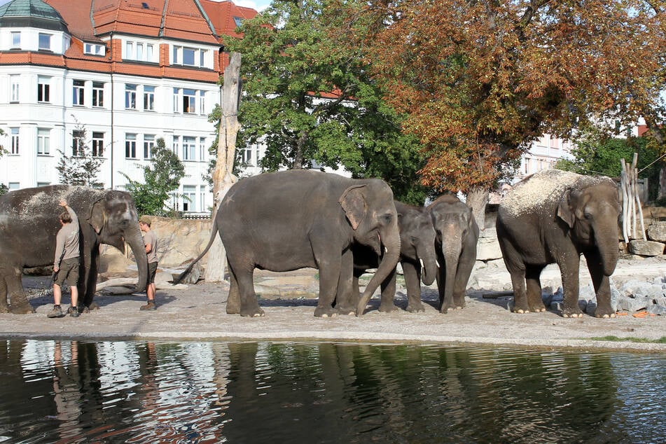 Die Berliner Elefanten Kewa, Thuza, Pantha, Edgar und Astra erkunden den Leipziger Zoo.