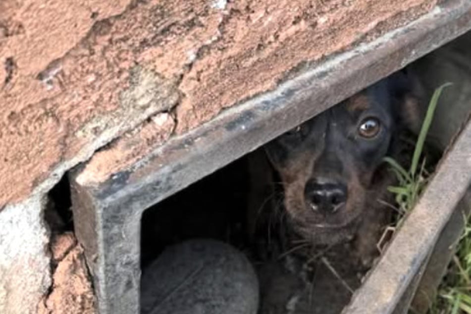 Die Hundefamilie lebte unter einem Schulgebäude.