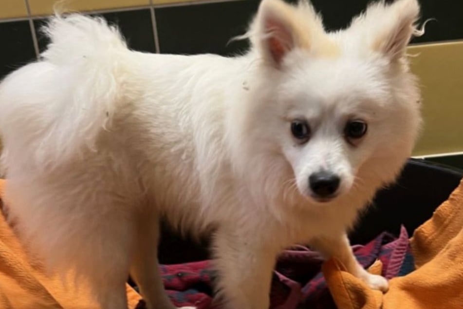 Der kleine Spitz ist auf der Suche nach neuen Besitzern, die sich mit seiner Rasse auskennen.