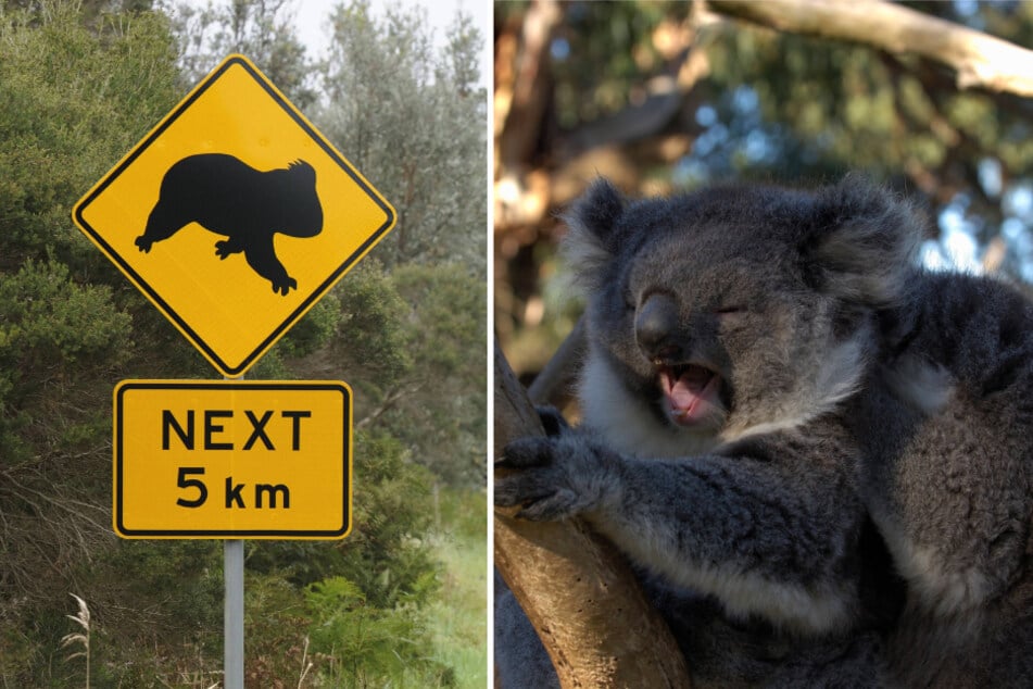 Koalas can sometimes cause havoc on Australian roads.