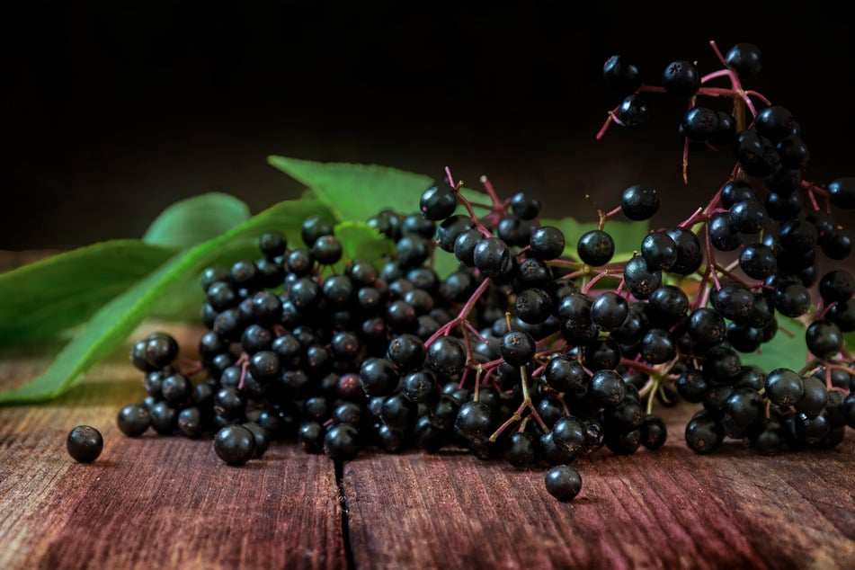 Sanddorn, Holunder und andere Strauchbeeren belegen Platz 8 der beliebtesten Obstsorten der Deutschen.