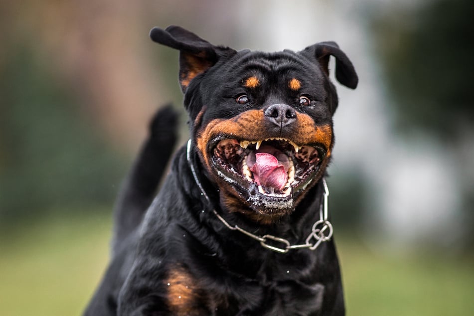 Ein Rottweiler wie dieser schnappte in Riesa nach Passanten. (Symbolfoto)