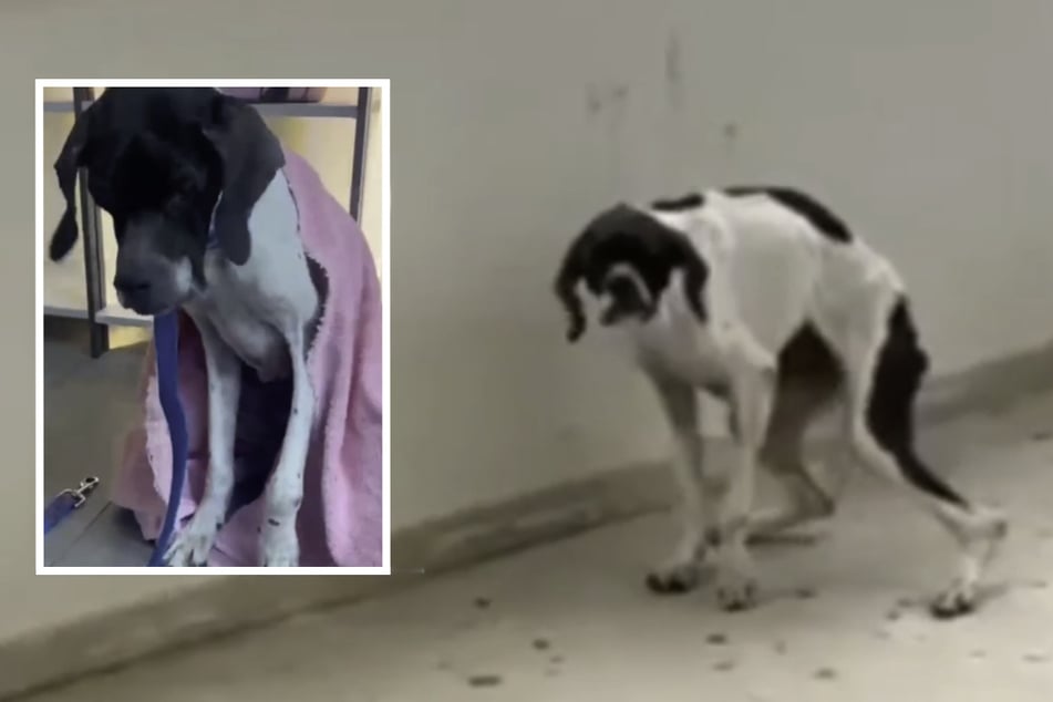 Tierretter finden Hund in schrecklichem Zustand und haben schockierenden Verdacht