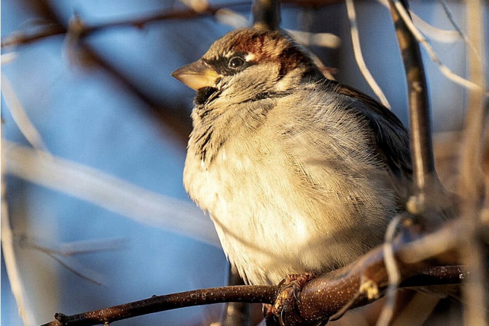 Im Garten sitzen und etwas für die Umwelt tun: NABU startet Vogelzählung in Sachsen
