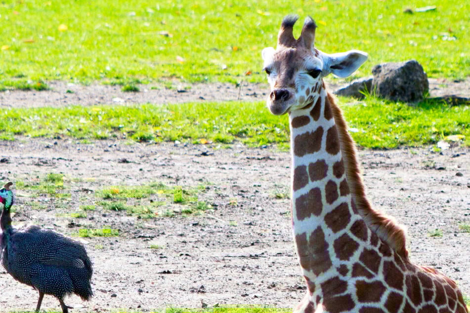 Das süßeste "Herz" des Leipziger Zoos: Giraffenbaby hat endlich einen Namen