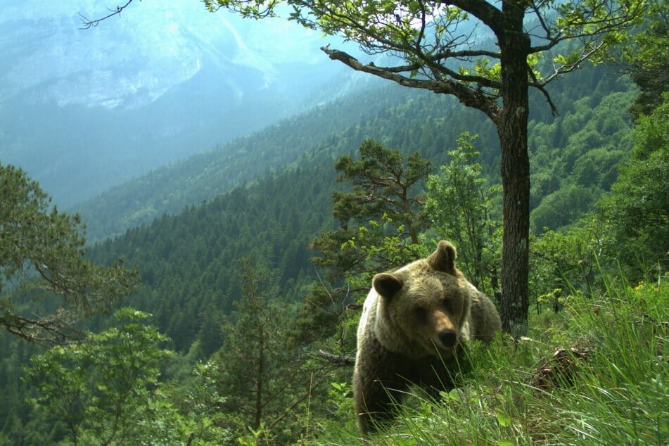 Ein Bär läuft durch ein hügeliges Gebiet im Trentino. In Italien wurden inzwischen etwa 100 Tiere angesiedelt.
