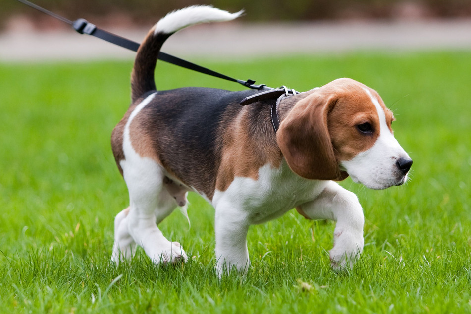Der Jagdinstinkt eines Hundes kann nicht vollständig abgewöhnt, aber zumindest kontrolliert werden – vor allem mit einer Leine!