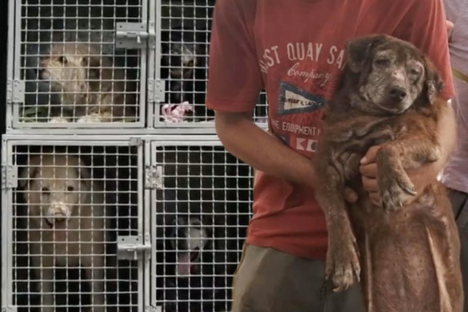 "Konzentrations-Lager für Tiere": Das dramatische Leben der Hunde im Urlaubs-Paradies