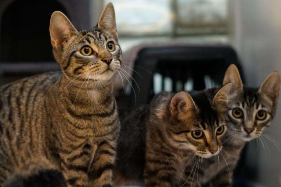 Junges Katzen-Trio hofft auf Happy End: Wer schenkt Mogli, Milo und Mio ein Zuhause?