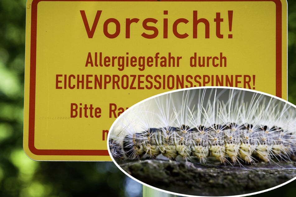 Insekten-Alarm in Bonn: Schwimmbad muss teilweise gesperrt werden