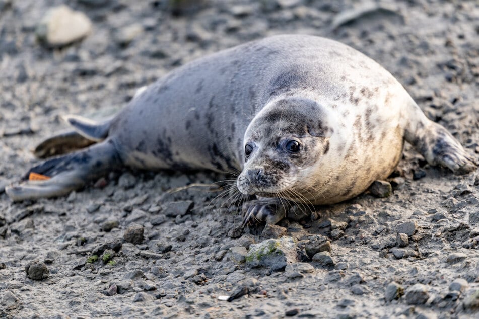 Vier Heuler der Seehundstation Friedrichskoog sind am Sonntag ausgewildert worden.