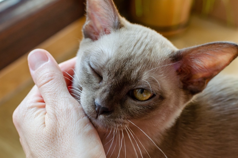 Wird die Katze im Gesicht gestreichelt, dann zwinkert oder blinzelt sie manchmal aus Reflex.