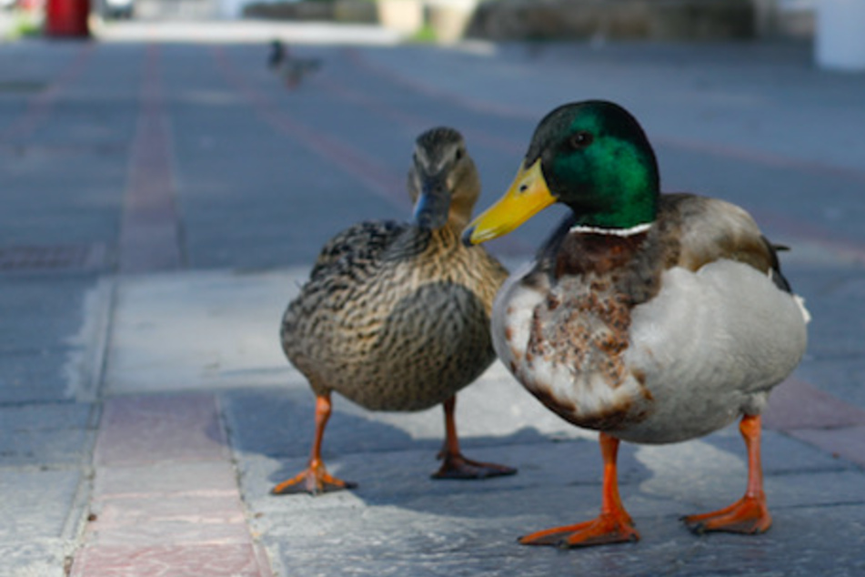 Zwei Enten wurden in Oberfranken offenbar absichtlich mit einem Auto überfahren. (Symbolbild)