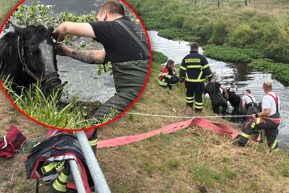 Die Feuerwehr Bernburg rettete ein Pferd aus seiner misslichen Lage.