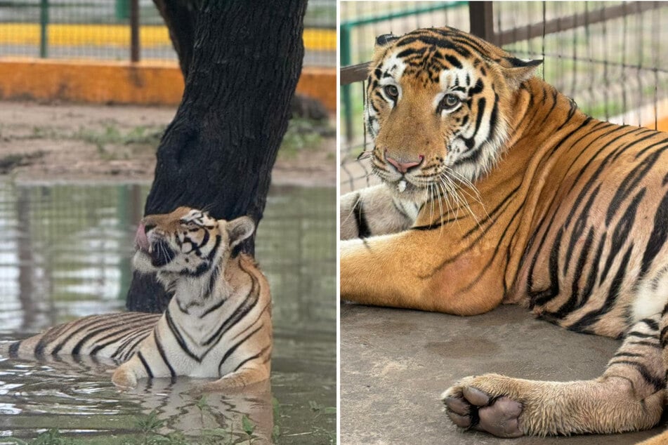 Der verängstige Königstiger versteckt sich wahrscheinlich irgendwo im Unterholz.