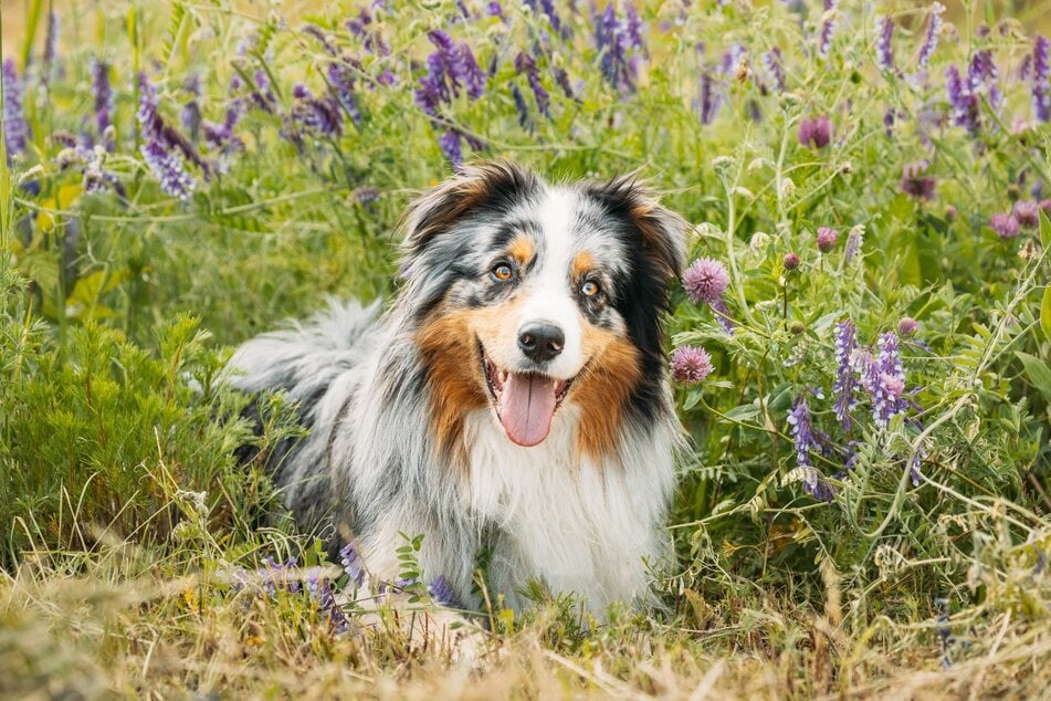 Australian shepherds are some of the most beautiful and intelligent medium sized dog breeds.