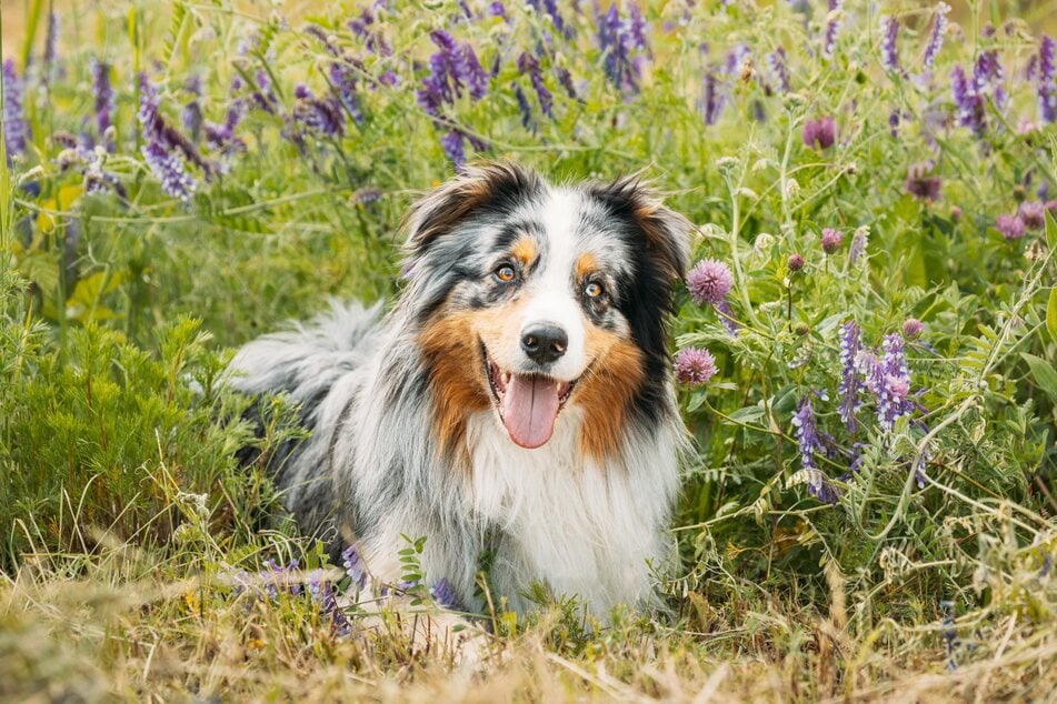 So schön wie sie schlau sind: Australian Shepherds werden immer beliebter.