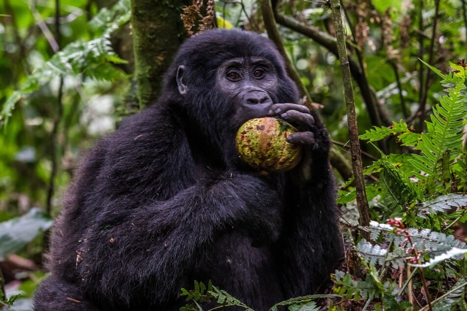 Der größte Affe der Welt ernährt sich meist vegetarisch von Blättern und Früchten. Manchmal frisst er auch Ameisen oder Termiten.