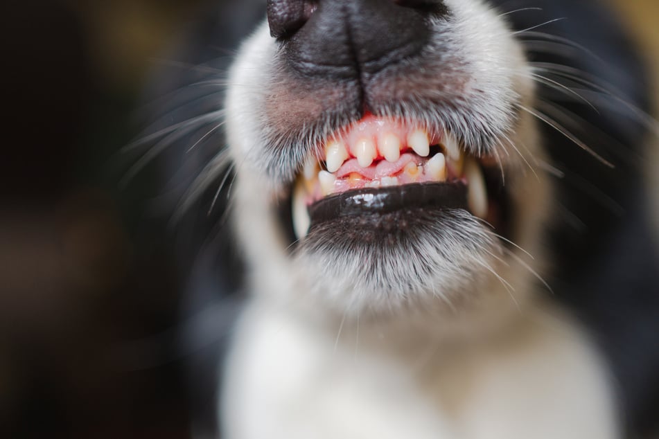 Ein übler Geruch aus dem Maul ist oft das erste Warnsignal aber auch gelb-braune Beläge sind ein Zeichen für mangelnde Zahnpflege bei Hunden. (Symbolbild)