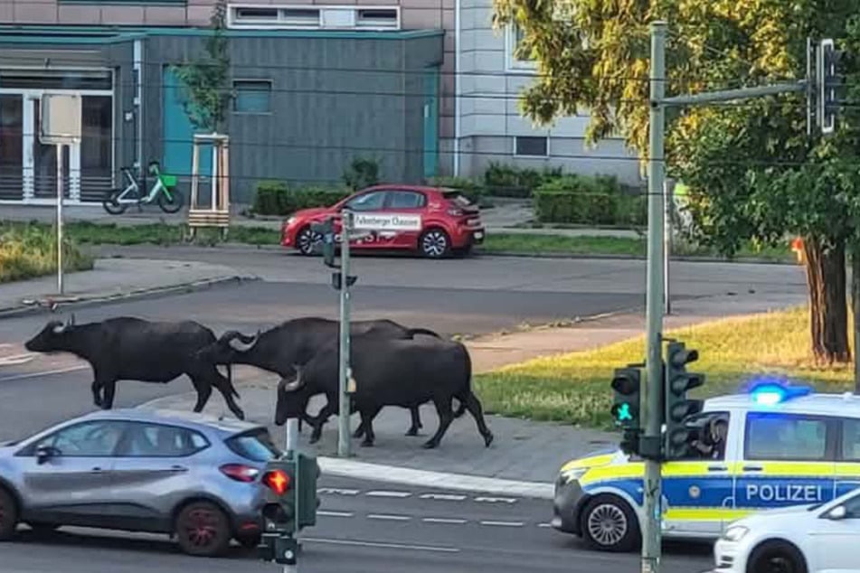 Die Herde setzte ihren ungewöhnlichen Spaziergang in Richtung Ahrenshooper und Wustrower Straße fort.