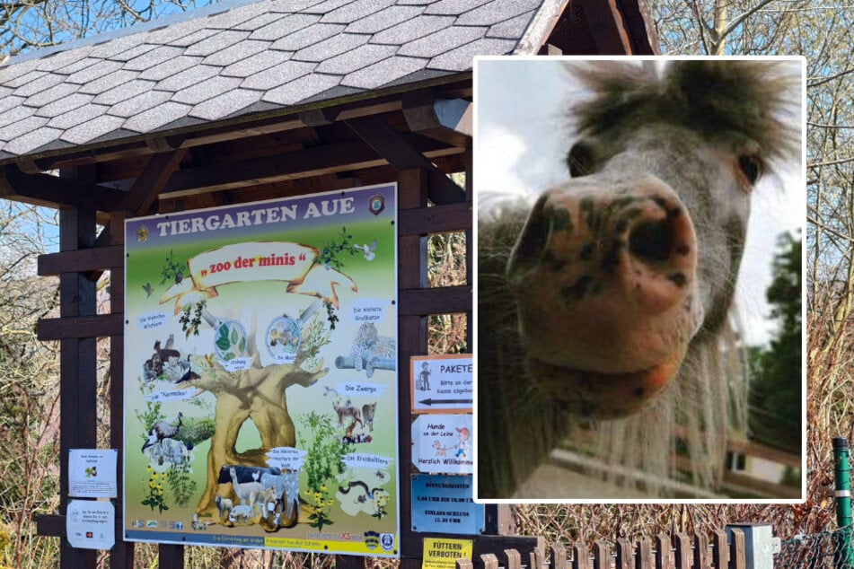 Große Trauer im Zoo der Minis: Minipony Jacky ist gestorben